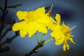 Macro a ochna integerrima integerrima branch, the flowers of traditional Vietnamese new year Royalty Free Stock Photo